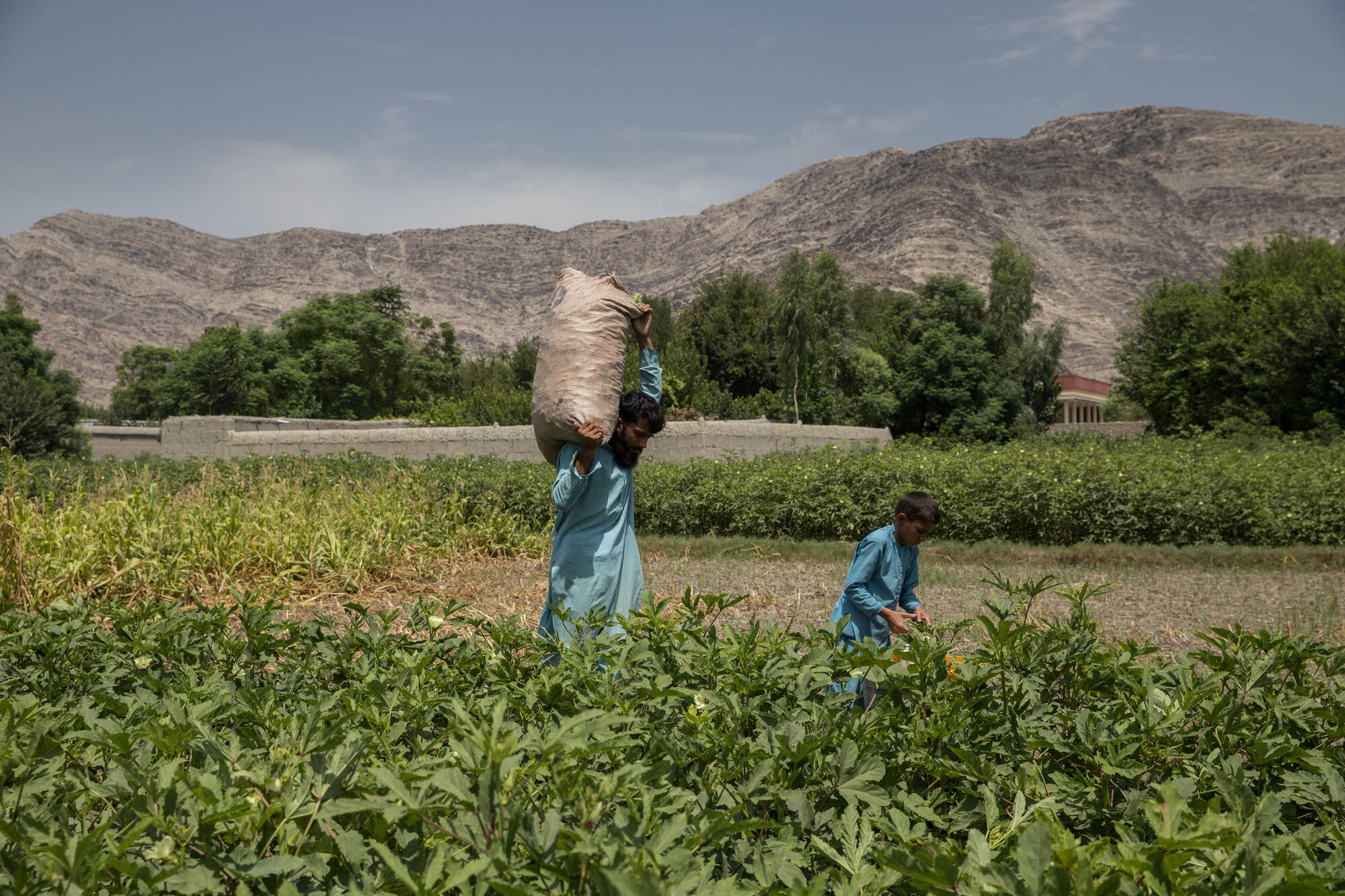 A man and a young boy walk through a field of crops, the older man carrying a large sack.