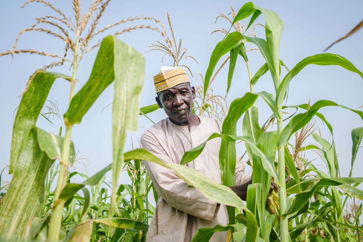 Shaibu Mohammed stands amongst his corn fields.