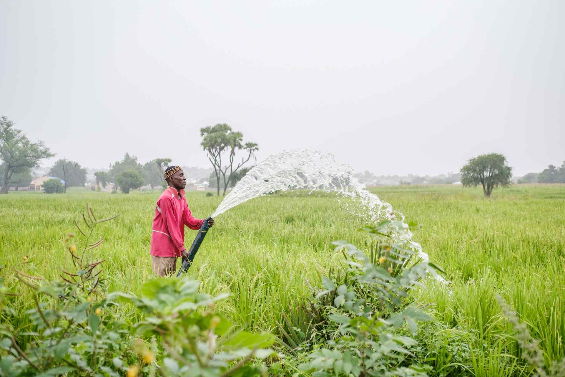 In Adamawa State, Nigeria, Salihu waters his lush crops with an irrigation hose.