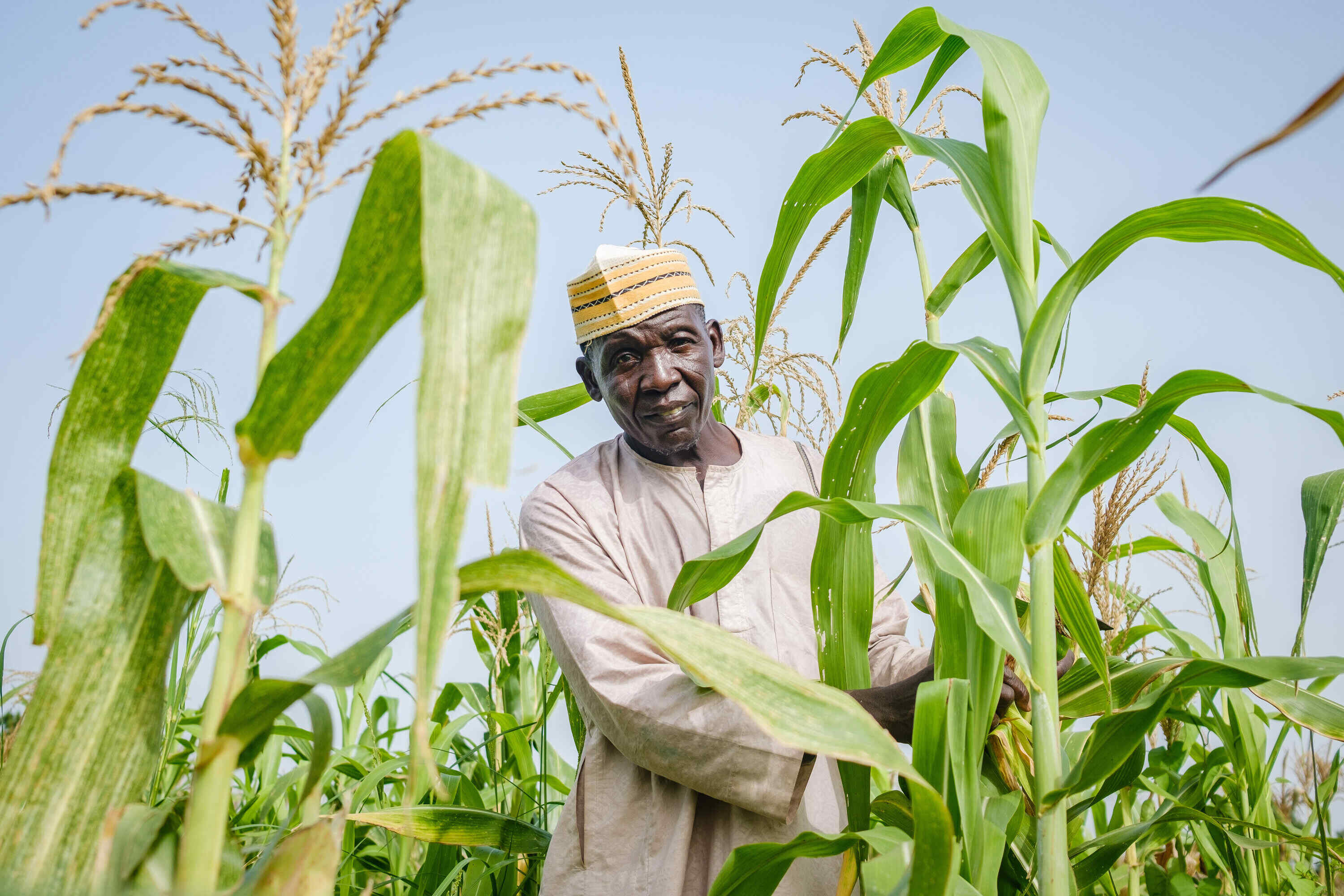 A farmer tending corn crops