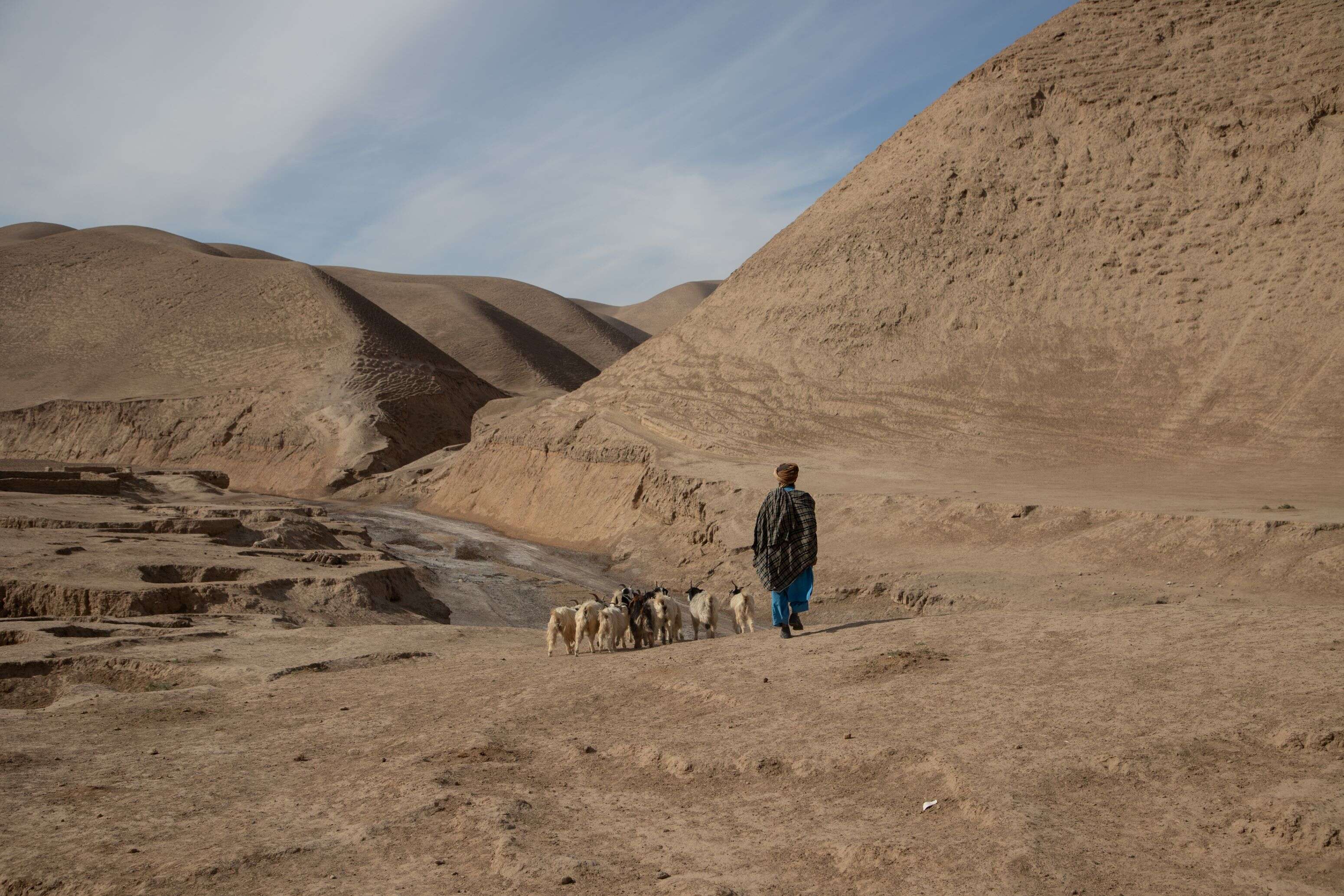 Abdul Haq, 30, takes his sheep out for a walk in Sang-e-Atash district, Badghis province, Afghanistan. 