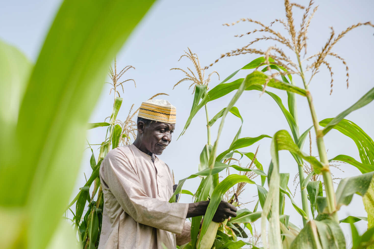 Man standing in a field with corn crops under blue sky