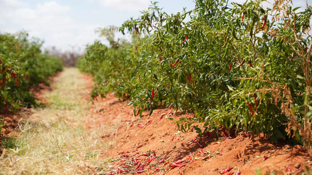 Somalia FCDO project climate smart chili plants