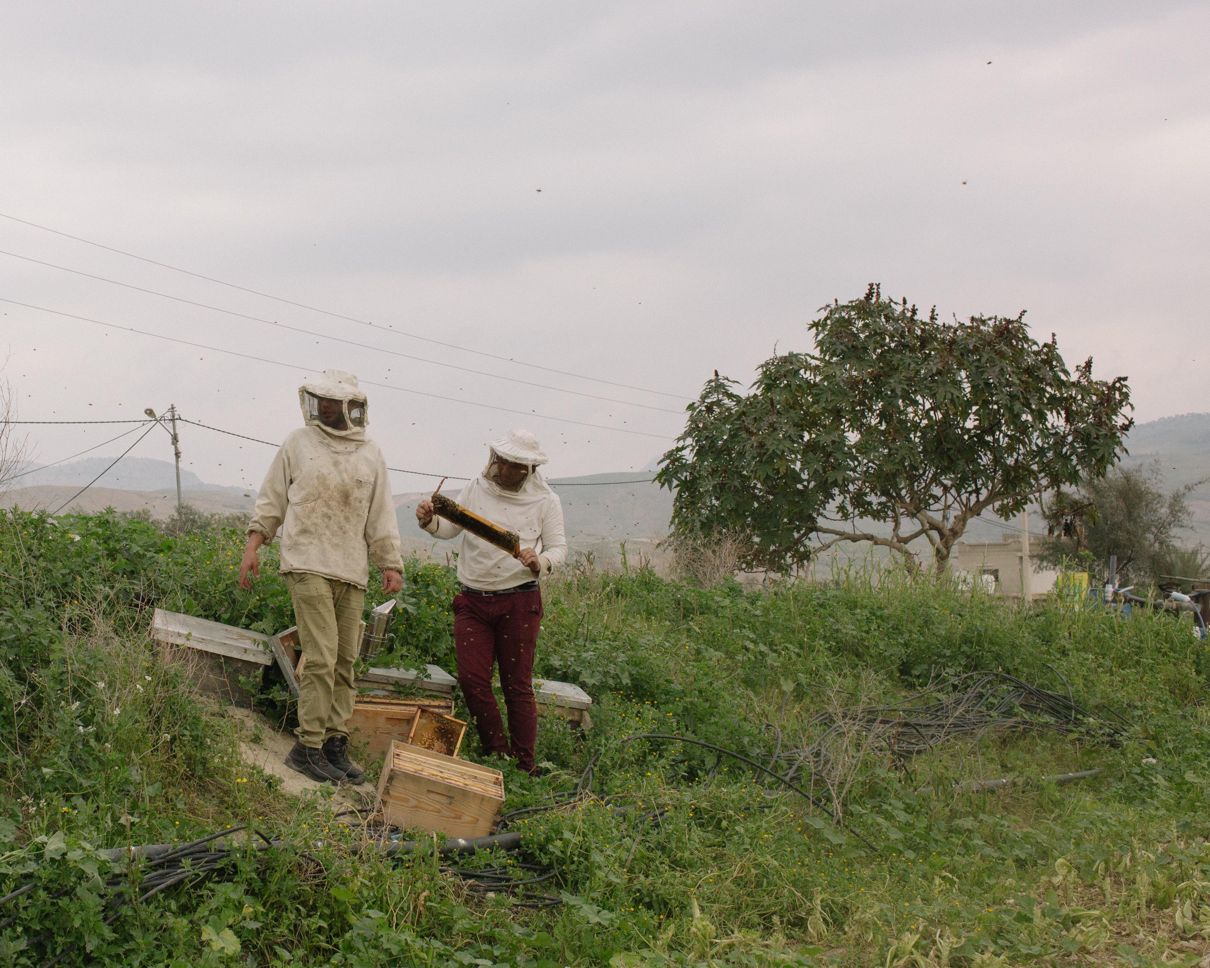 Hudaifah and his friend at their apiary in Jordan Valley near Amman caring for their bees