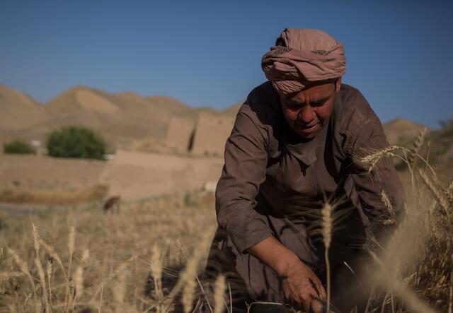 A farmer on his field