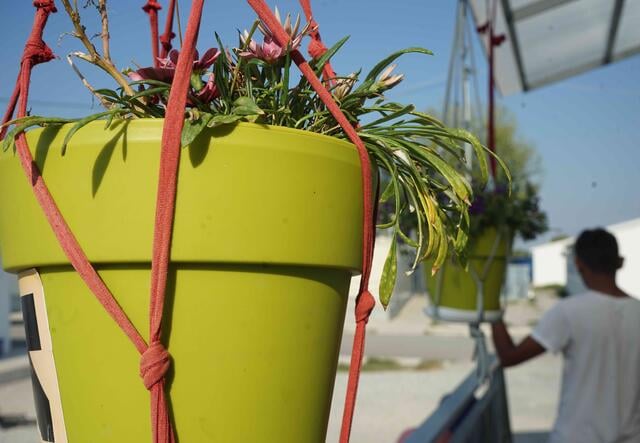 Plant pot hangs outside young people's accommodation in Greece