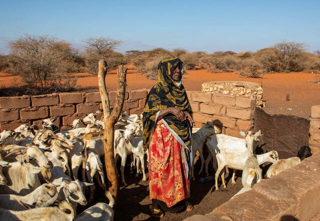 An 80 year old woman, Hawo, stands with her herd of animals in a dry Somali landscape.