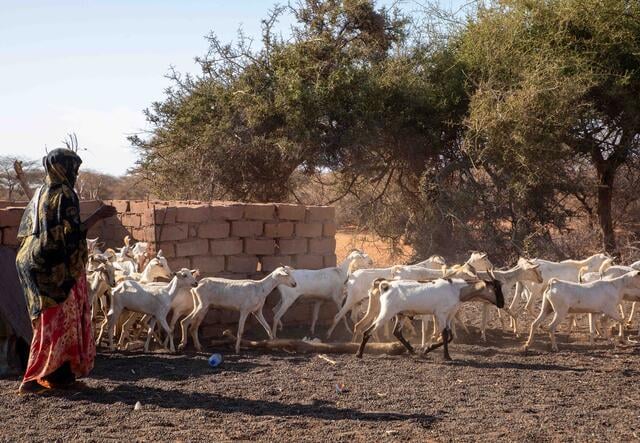 80-year-old Hawo with her live stock