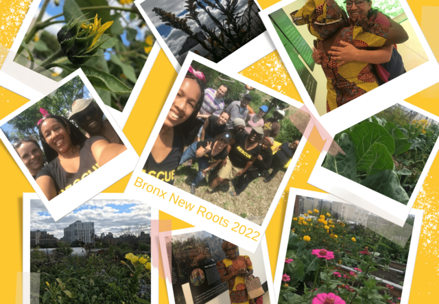 A collage of the Bronx New Roots Farm. Stewards and community members gather at New Roots.