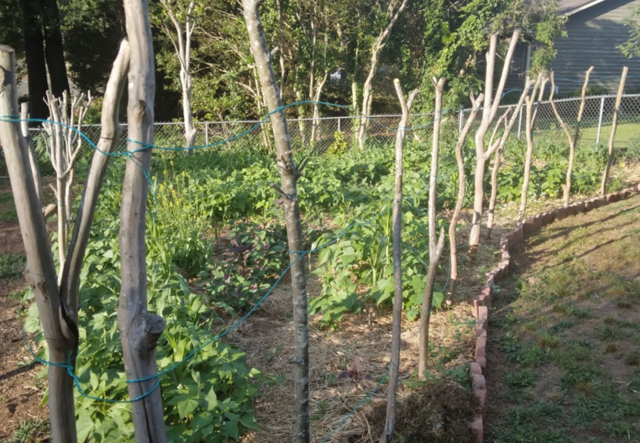 A garden of young trees.