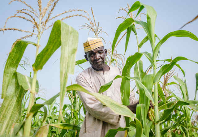 Shaibu Mohammed steht inmitten seiner Maisfelder.