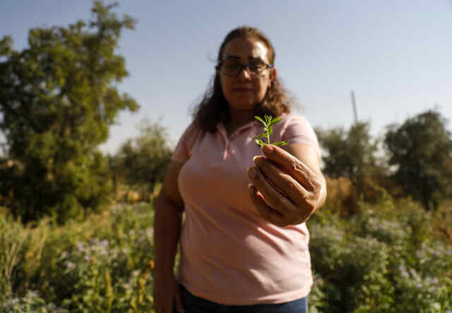 Arbete med klimatanpassning: Midya står mitt på ett fält och håller i en liten planta. Hon arbetar med klimatanpassade jordbruksmetoder. 