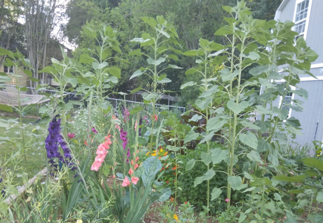 A garden of purple, pink, and tall green plants.