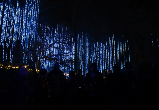 The Atlanta Botanical Garden's Canopy Walk at Garden Lights, Holiday Nights.