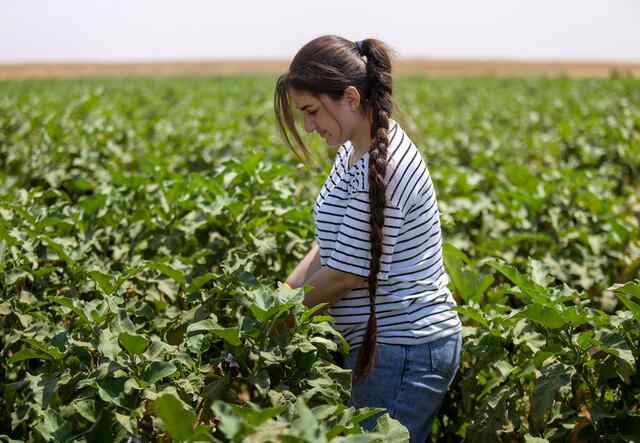 Fadia tends to a large field of green crops in a field in Northeast Syria.