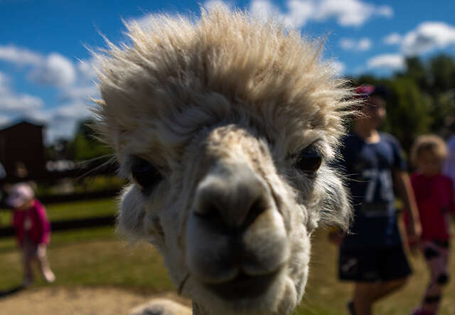 An Alpaca looking straight at the camera 