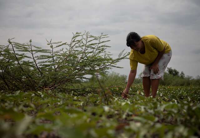 Nwe works in a field