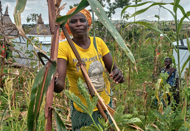 Daguidam står i ett fält och skördar.