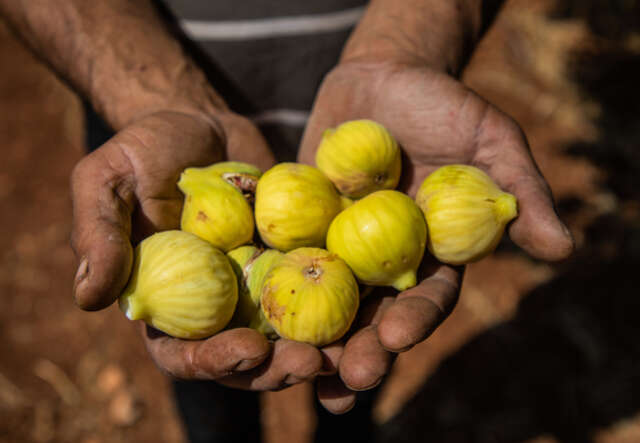 20211201 NE Syria Zahra 8