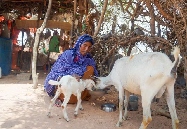 A woman tends to her two goats, near her home in Somalia.
