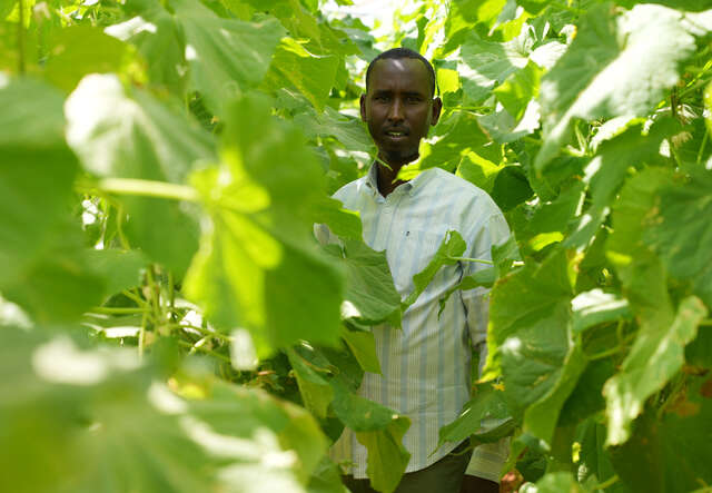 Man standing in plants