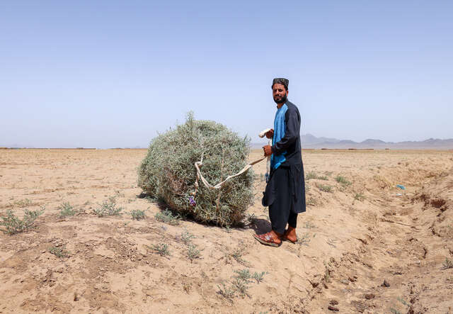 Wali Ahmad står på ett torrt landskap och samlar ihop torra plantor.