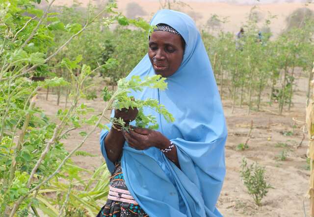 A woman picks leaves off a plant near her farm in Niger.
