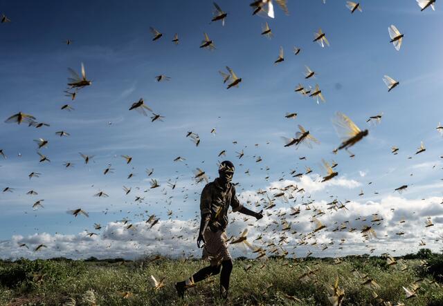 A man chases away a swarm of desert locusts in Samburu County, Keny