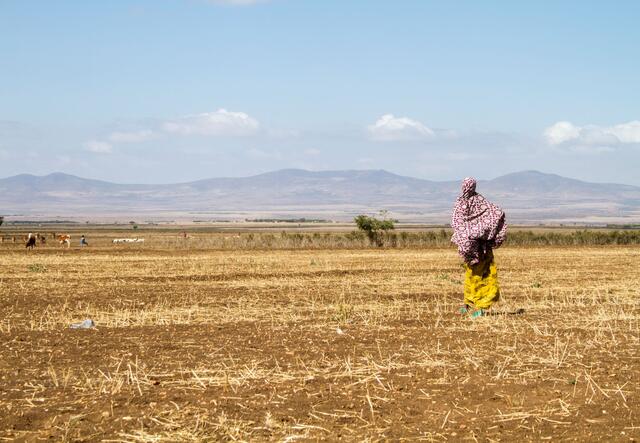 Woman standing on the plains with cattle in the distance