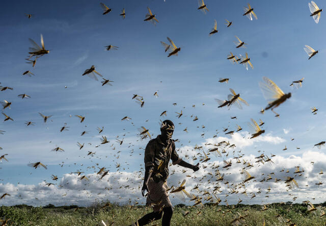 A man chases away a swarm of desert locusts in Samburu County, Kenya.