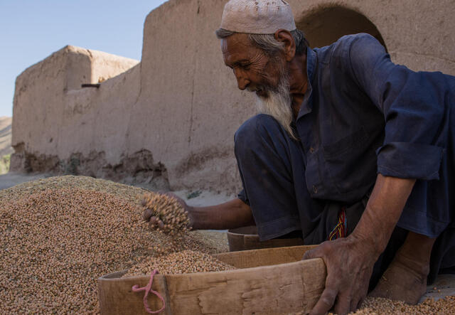 A man in Afghanistan grabs handfuls of grain.