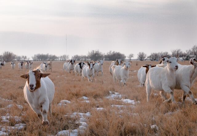 Utah Refugee Goats, founded by the East African Refugee Community, manages a large heard of goats outside of Salt Lake City. 