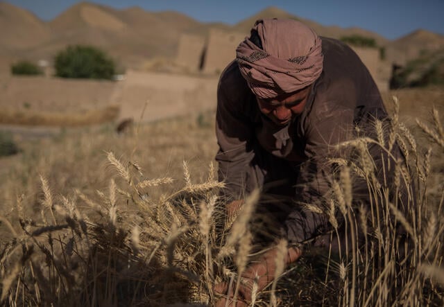 A farmer bends over wheat he is growing in a field in Afghanistan.