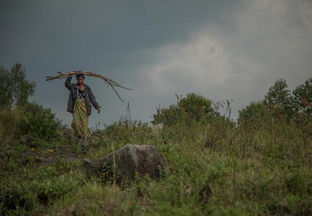 Against a lush green landscape, a woman walks carrying large sticks over her head. 