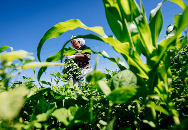 A refugee woman farming her crops of corn and beans.