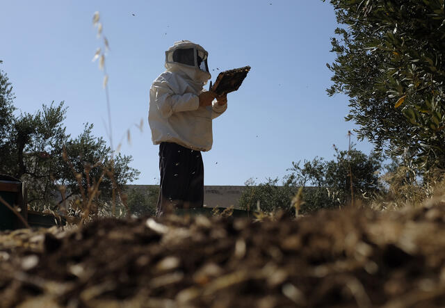 Abu Karam tends to the beehives