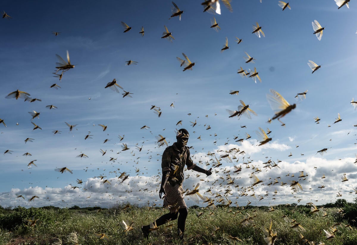 A man runs, chasing away a swarm of desert locusts early in the morning in Samburu County, Kenya. 