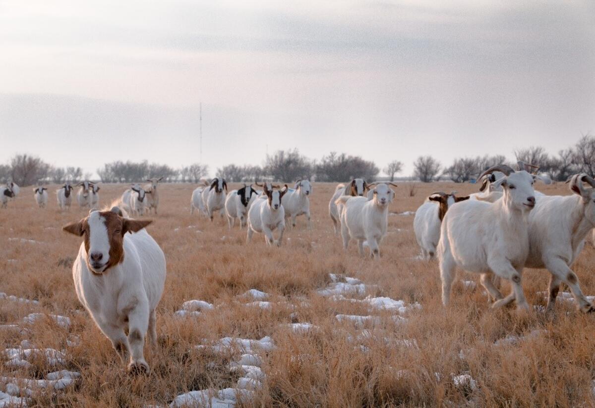 East African refugee communities manage an 80-acre ranch with over 100 goats Utah Refugee Goats, founded by the East African Refugee Community, manages a large heard of goats outside of Salt Lake City.