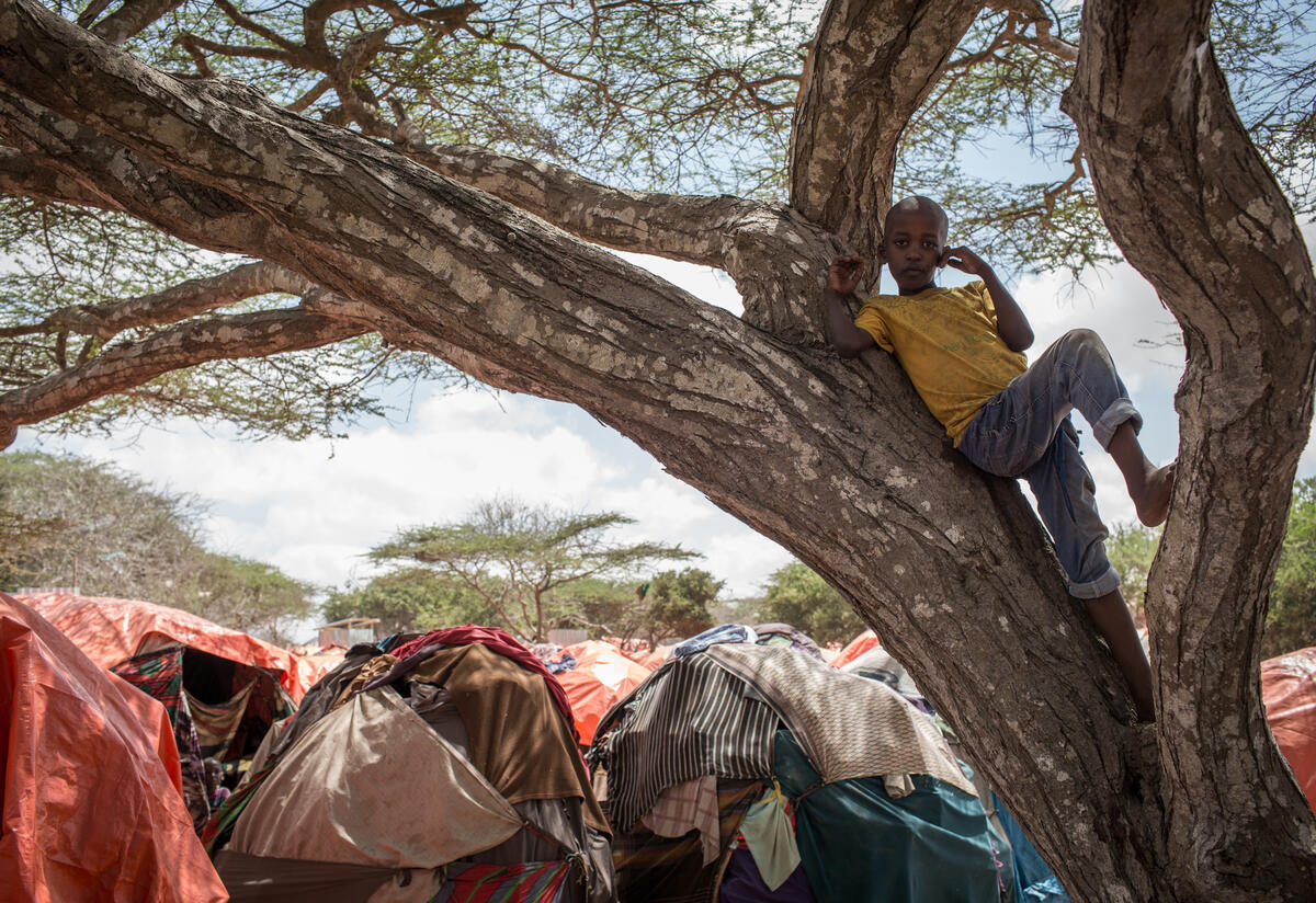 A boy climbs a tree at a tent camp in Somalia for people displaced by drought.