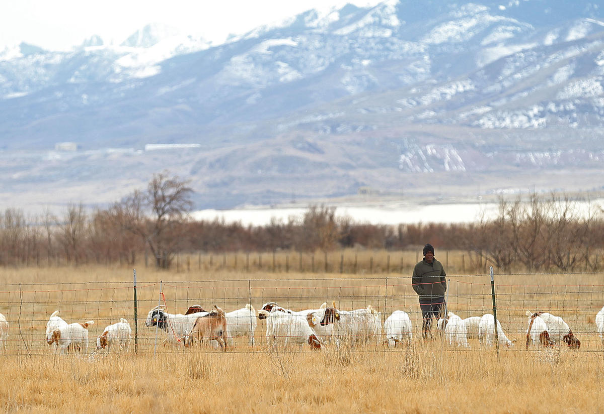 Goat Project Coordinator with goat herd Goat Project Coordinator with goat herd