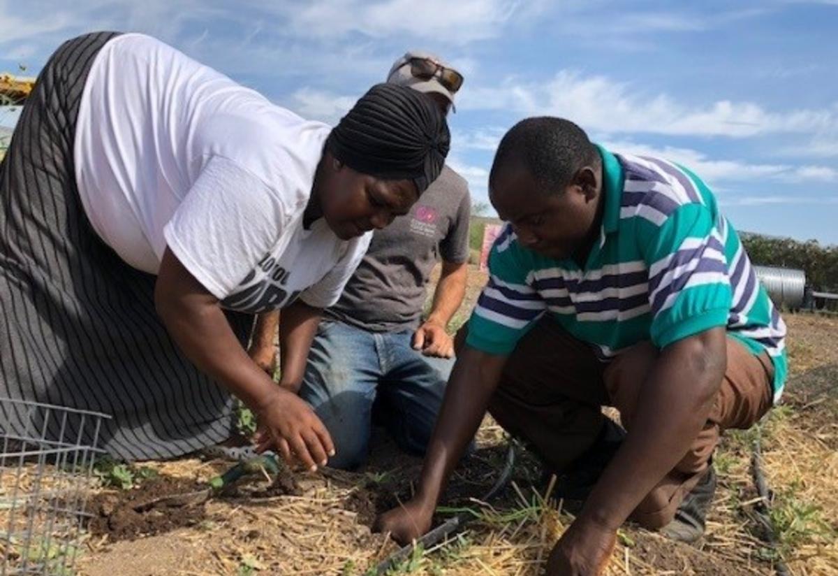 Small Axe Peppers Partners With New Roots Community Gardens In