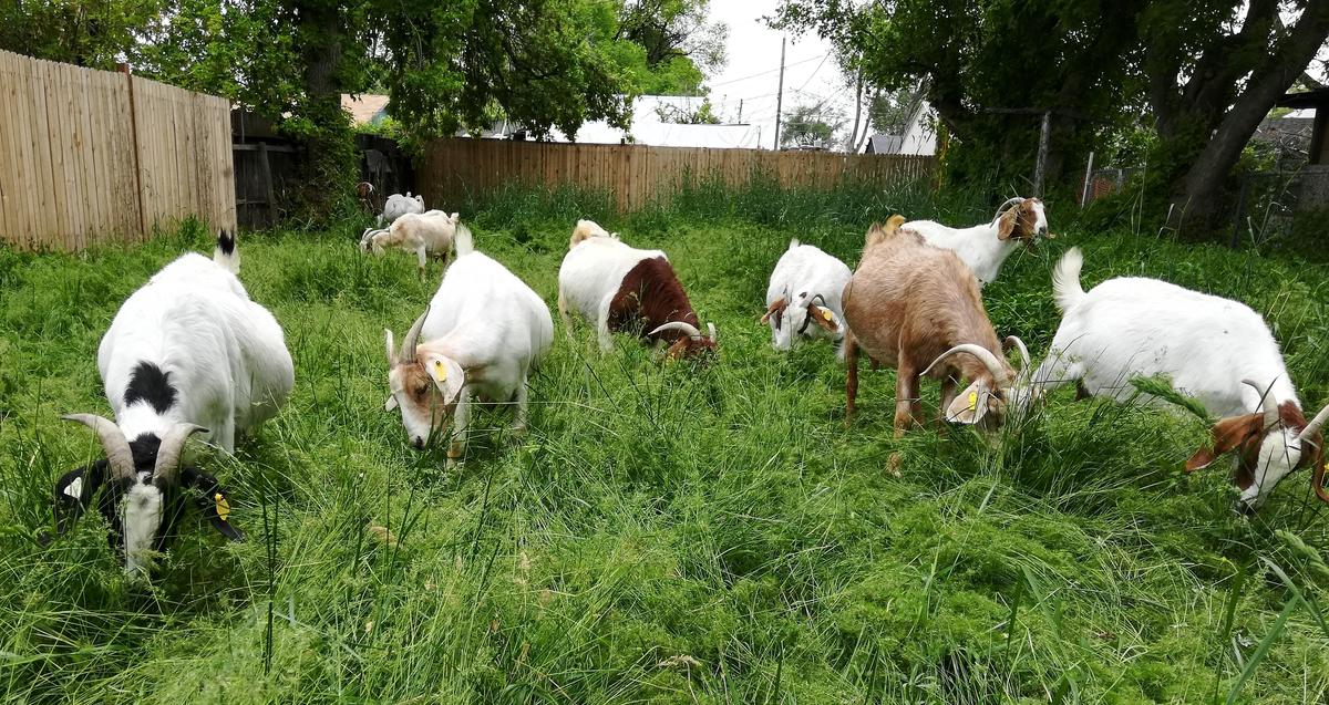 Goats from the East African Refugee Goat Project graze on an overgrown backyard. Goats from the East African Refugee Goat Project, a program of the International Rescue Committee in Salt Lake City, graze on an overgrown backyard.
