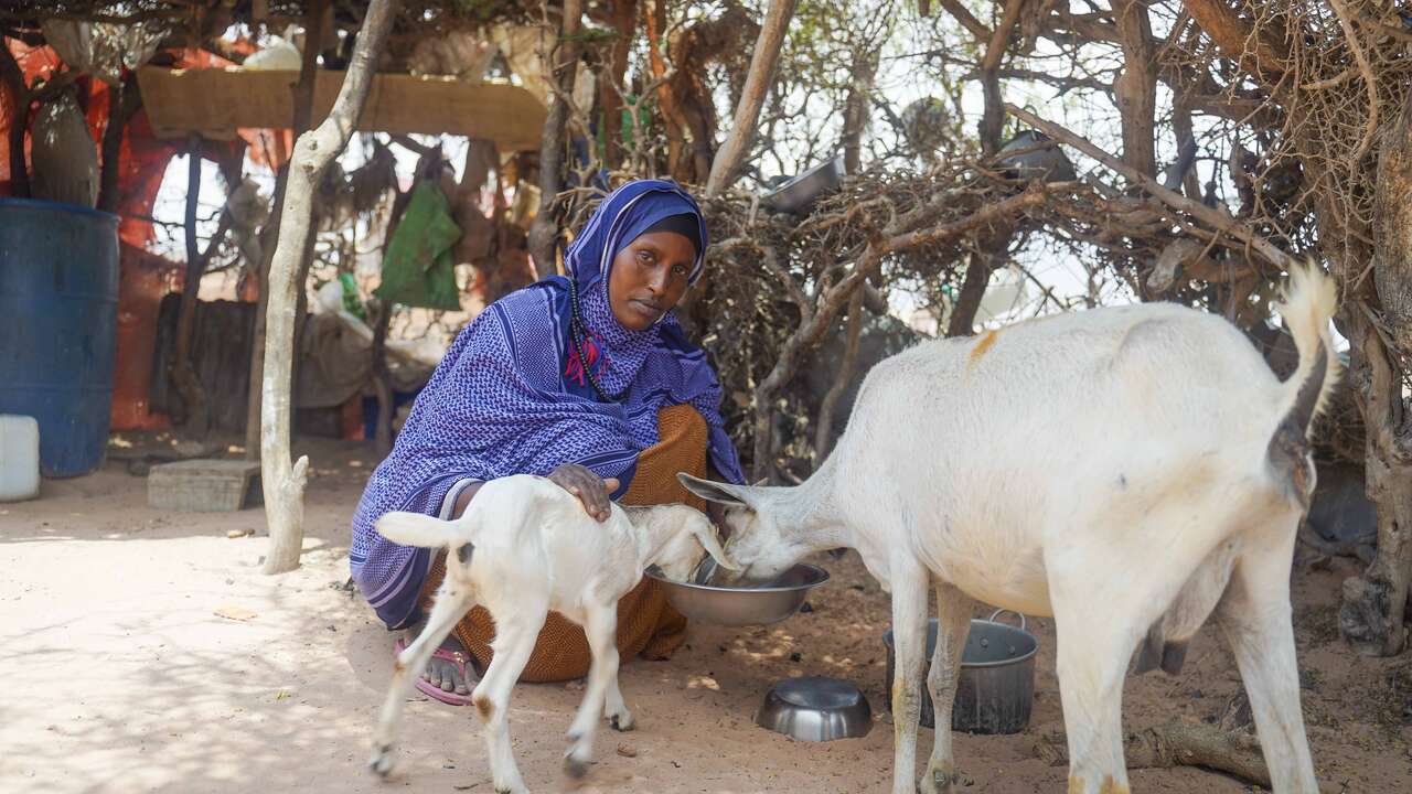 How the IRC is supporting Somali farmers in the face of climate change