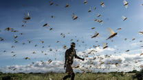 Ein Mann vertreibt einen Schwarm Wüstenheuschrecken im kenianischen Samburu County. 