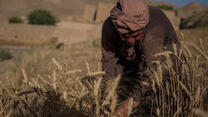En jordbrukare i Afghanistan jobbar under torkan