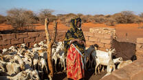 A Somalian woman standing in a herd of goats