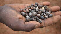 A handful of coffee beans that have been affected by drought in Ethiopia.