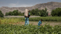 A man and a young boy walk through a field of crops, the older man carrying a large sack.