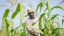 Bonden Shaibu Mohammed står mitt på hans majsfält.