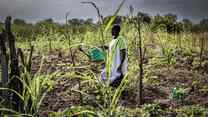 A woman works a field in South Sudan. Behind her, grey clouds roll in.